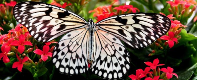 Butterfly with red flowers in the background