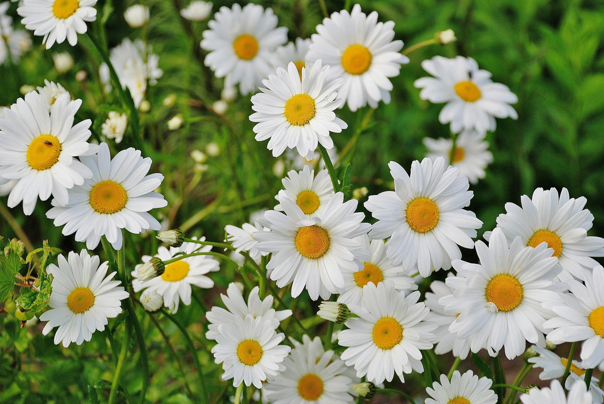 white and yellow daisies